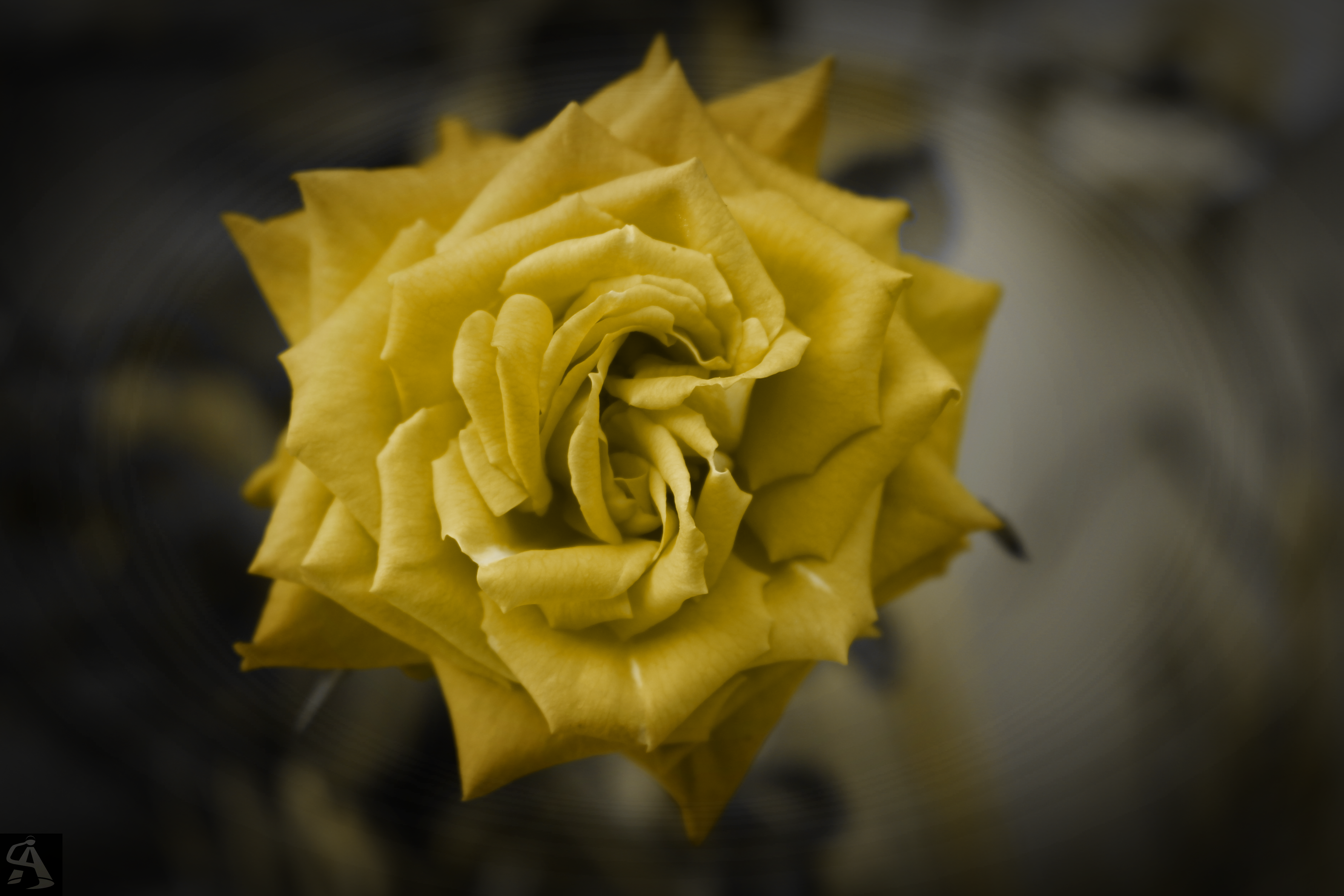 A photograph of a ripe golden rose blooming in glory